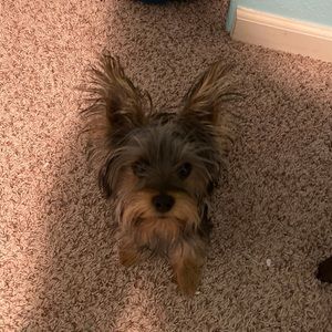 Meet your Posher, Allie